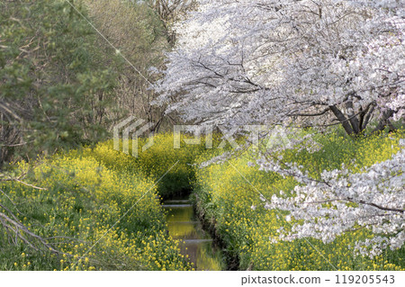 Spring scenery: Cherry blossoms and rape blossoms in full bloom 119205543