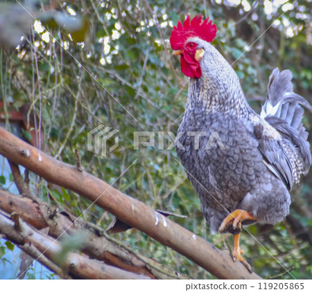 rooster on branches 119205865