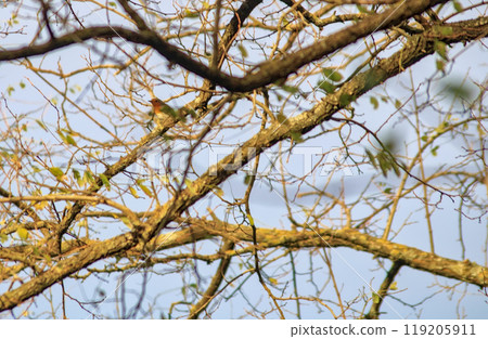 bird with red breast bird with red breast 119205911