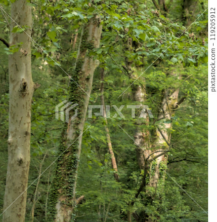 trees in splendor in the deep forest 119205912