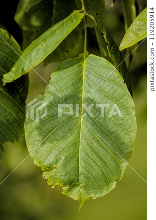 sunlit green leaf sunlit green leaf 119205914