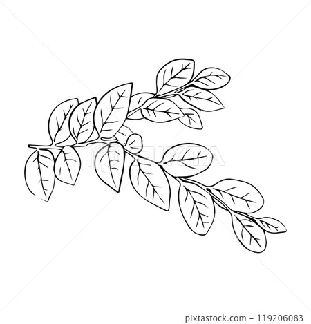 Leaves continuous line drawing. Abstract minimal botanical art. Vector illustration Leaves continuous line drawing. Abstract minimal botanical art. Vector illustration 119206083
