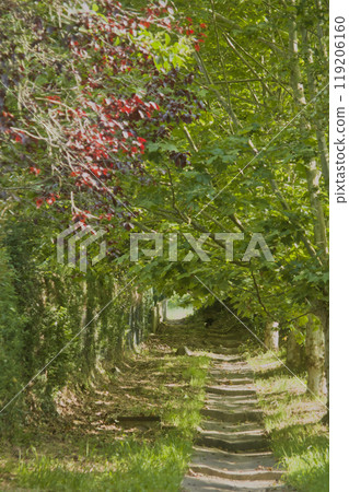 stone stairs between trees stone stairs between trees 119206160