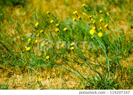 Little lovely yellow flowers on green grass 119207107