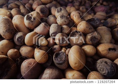 Bad spoiled potatoes, wireworm eaten, unhealthy vegetables. Sick, disease, late blight. Solanum tuberosum with maggots inside. Rotten harvest. Crop failure. Tuber affected by bacterial decay Bad spoiled potatoes, wireworm eaten, unhealthy vegetables. Sick, disease, late blight. Solanum tuberosum with maggots inside. Rotten harvest. Crop failure. Tuber affected by bacterial decay 119207264