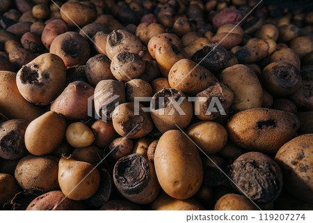 Bad spoiled potatoes, wireworm eaten, unhealthy vegetables. Rotten harvest. Bad spoiled potatoes, wireworm eaten, unhealthy vegetables. Rotten harvest. 119207274