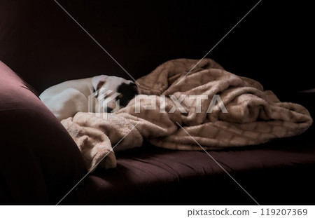 puppy sleeping on a blanket puppy sleeping on a blanket 119207369