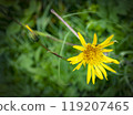 yellow flower on a green background 119207465