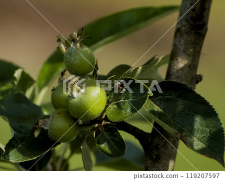 green apples growing green apples growing 119207597