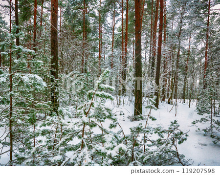 Forest in Estonia, covered with snow. Winter seasonal landscape 119207598
