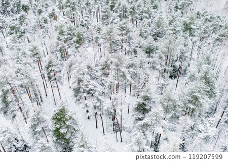 Forest in Estonia, covered with snow, aerial view. Winter seasonal landscape 119207599