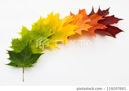 Autumn Leaf Gradient. A gradient of maple leaves from green to dark red 119207681