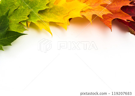 Colorful autumn leaves ranging from green to red on a white background 119207683