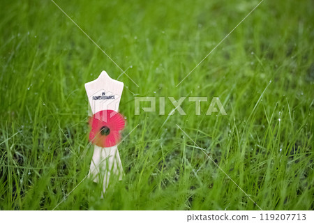 Remembrance day. Remembrance Poppy in Grass 119207713