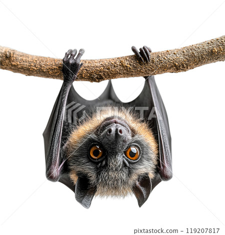 A mischievous black kitten, wearing a pointed witch's hat, peeks out from a cauldron, isolated on a transparent background. A mischievous black kitten, wearing a pointed witch's hat, peeks out from a cauldron, isolated on a transparent background. 119207817