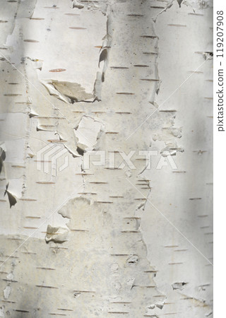 Common birch Common birch 119207908