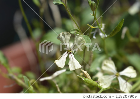 Salad rocket 119207909