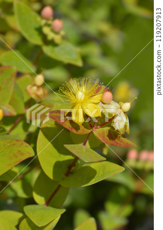 St. Johns Wort Magical Beauty 119207913