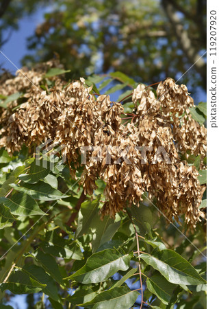 Tree of heaven Tree of heaven 119207920