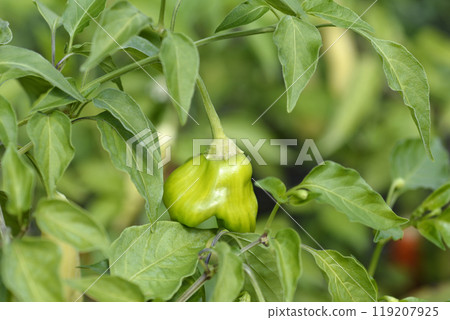 Chilli pepper plant Christmas Bell 119207925