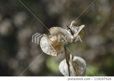 Apple of Peru 119207926