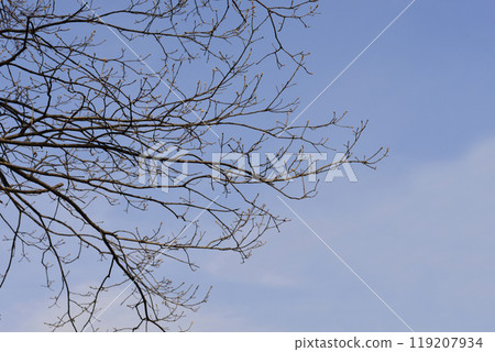 Sessile oak 119207934