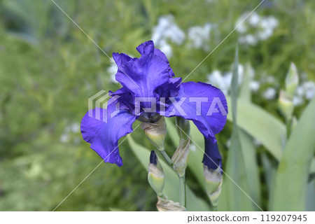 Tall bearded iris Royal Regency Tall bearded iris Royal Regency 119207945