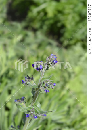 Common bugloss Common bugloss 119207947