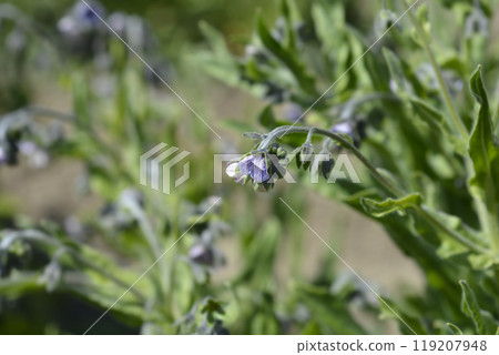 Blue Houndstongue Blue Houndstongue 119207948