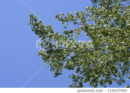 Candadian poplar 119207949