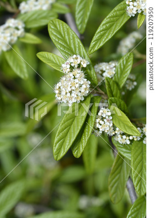 Willow-leaved cotoneaster Willow-leaved cotoneaster 119207950