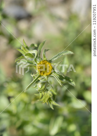 Spiny starwort 119207951