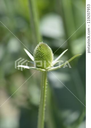 Fullers teasel 119207953