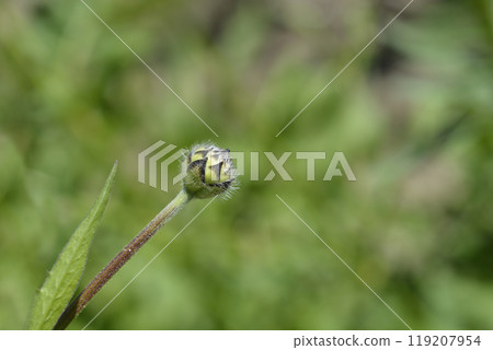Giant scabious 119207954