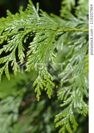 Western Red Cedar 119207964