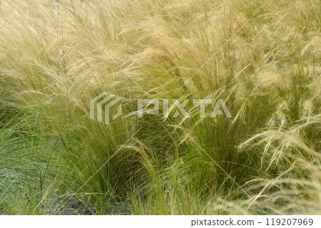 Mexican feathergrass Mexican feathergrass 119207969