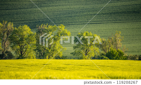 Lush green trees provide contrast to the golden yellow fields in Moravian Tuscany. The landscape shows the rich agricultural heritage of Czechia during a sunny day. 119208267