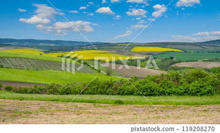 Rolling hills of Moravian Tuscany showcase fields of vibrant yellow and green crops under a bright blue sky, reflecting the beauty of the Czech countryside during a sunny day. 119208270