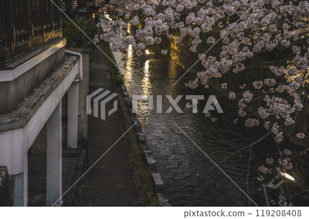 Photographing cherry blossoms at night along Takasegawa River in Kiyamachi, Nakagyo Ward, Kyoto City 119208408
