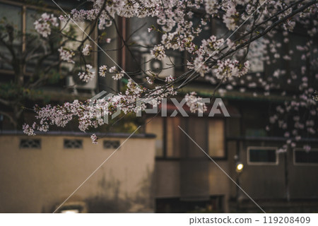 Photographing cherry blossoms at night along Takasegawa River in Kiyamachi, Nakagyo Ward, Kyoto City 119208409