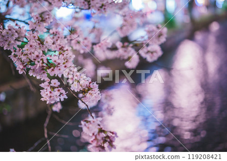 Photographing cherry blossoms at night along Takasegawa River in Kiyamachi, Nakagyo Ward, Kyoto City 119208421