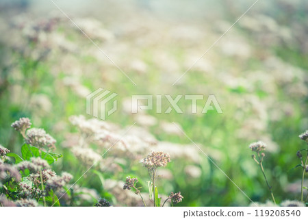 Fujikama shot in Ohara, Nishikyo-ku, Kyoto City 119208540