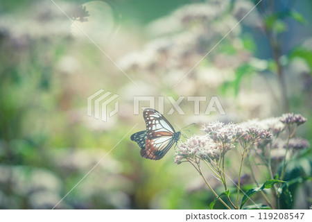 Fujikama shot in Ohara, Nishikyo-ku, Kyoto City 119208547