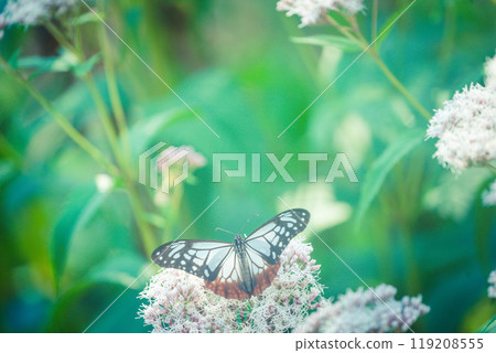 Fujikama shot in Ohara, Nishikyo-ku, Kyoto City Fujikama shot in Ohara, Nishikyo-ku, Kyoto City 119208555