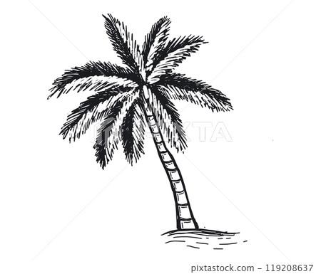Palm Tropical Tree hand drawn illustration. Palm Tropical Tree hand drawn illustration. 119208637