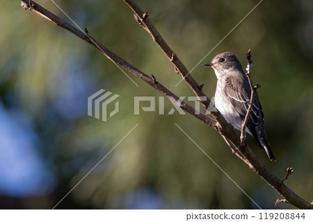 棲息在樹枝上的Ezobitaki 棲息在樹枝上的Ezobitaki 119208844