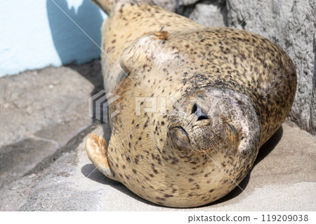戈馬海豹 119209038