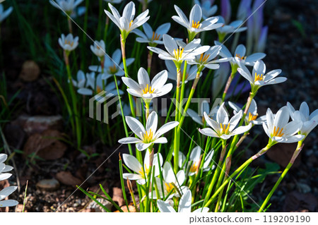 白塔馬斯敢 119209190