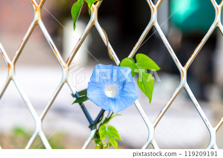 季節性的牽牛花 119209191