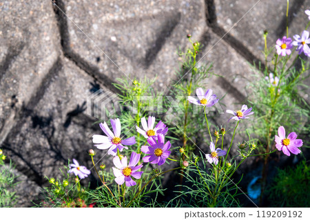 Pretty cosmos 119209192